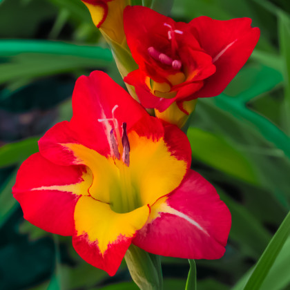 Gladiol velkokvětý Michelle - Gladiolus - hlízy mečíku - 3 ks