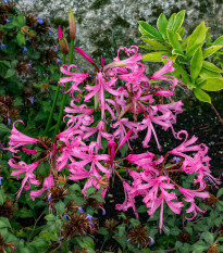 Nerine Bowdenova - Nerine bowdenii - hlízy nerine - 1 ks