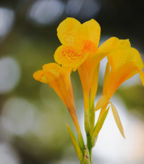 Dosna Yellow Humbert - Canna - hlízy dosny - 1 ks