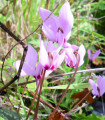 Brambořík růžový - Cyclamen cilicium - hlízy bramboříku - 1 ks