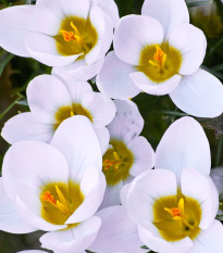 Krokus Ard Schenk - Crocus chrysanthus - hlízy krokusu - 3 ks