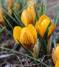 Krokus Dorothy - Crocus - hlízy krokusu - 3 ks