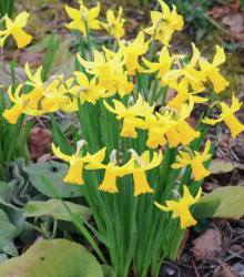 Narcis February Gold - Narcissus - cibule narcisu - 3 ks