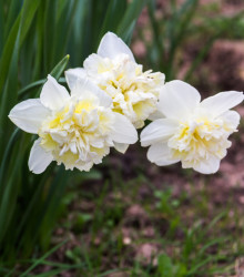 Narcis Ice King - Narcissus - cibule narcisu - 3 ks