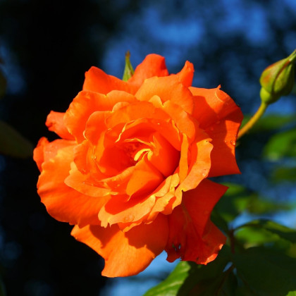 Růže velkokvětá oranžová - Rosa - prostokořenné sazenice růže - 1 ks