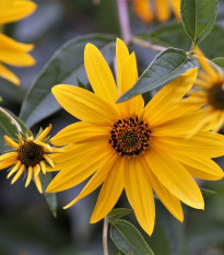 Topinambur - Helianthus tuberosus - prostokořenné sazenice topinamburu - 1 ks