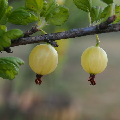 Angrešt bílý - Ribes uva-crispa - prostokořenné sazenice angreštu - 1 ks