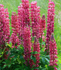 Lupina červená - Lupinus - prostokořenné sazenice lupiny - 1 ks