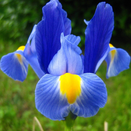Kosatec Sapphire Beauty - Iris pumila - cibule kosatce - 3 ks