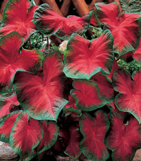 Kaládium Freida Hemple - Caladium bicolor - hlízy kaládia - 1 ks