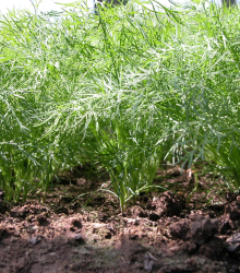 Kopr vonný Oliver - Anethum graveolens - semena kopru - 500 ks