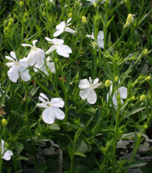 Lobelka drobná Bílý palác - Lobelia erinus - semena lobelky - 0,1 g