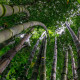 Král bambusů - Phyllostachys pubescens - semena bambusu - 3 ks