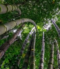 Král bambusů - Phyllostachys edulis - semena bambusu - 3 ks