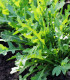BIO Rukola Ruca - Eruca sativa - bio semena rukoly - 100 ks