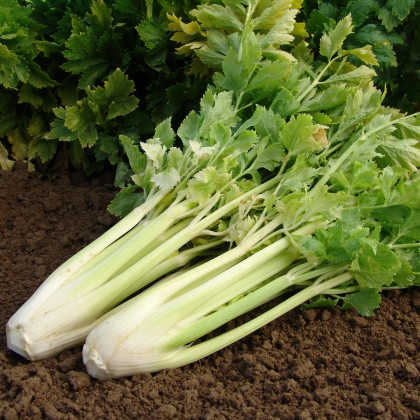 Celer řapíkatý Nuget - Apium graveolens - semena celeru - 0,4 g