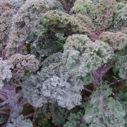 Kadeřávek Scarlet - Brassica oleracea - semena kadeřávku - 150 ks
