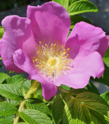 Růže svraskalá - Rosa rugosa - semena růže - 5 ks