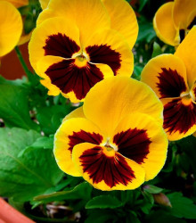 Maceška zlatožlutá Firnengold - Viola wittrockiana - semena macešky - 200 ks
