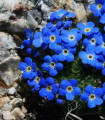 Pomněnka alpská temně modrá - Myosotis alpestris - semena pomněnky - 130 ks