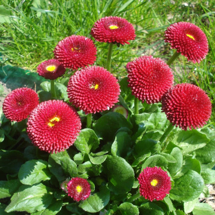 Sedmikráska pomponková červená - Bellis perennis - semena sedmikrásky - 500 ks