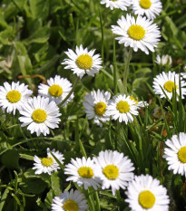 Sedmikráska jednoduchá bílá - Bellis perennis - semena sedmikrásky - 70 ks