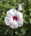 Ibišek bahenní Mallow Rose - Hibiscus moscheutos - semena ibišku - 5 ks