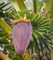 Banánovník Dwarf Cavendish - Musa acuminata - semena banánovníku - 5 ks