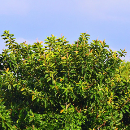 Fíkovník indický - Ficus benghalensis - semena - 5 ks