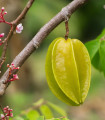 Karambola - Čínská hvězdice - Averrhoa carambola - semena karamboly - 5 ks