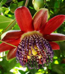 Mučenka čtyřhraná - Passiflora quadrangularis - semena mučenky - 4 ks