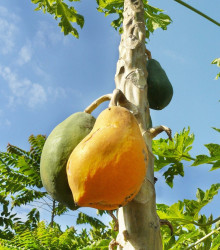 Papája Mamba Nunba - Carica papaya - semena papáji - 4 ks