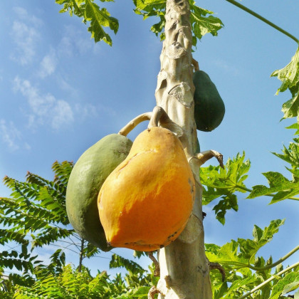 Papája Mamba Nunba - Carica papaya - semena papáji - 4 ks