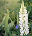 Lupina bílá - Vlčí bob - Lupinus albus - semena lupiny - 5 ks