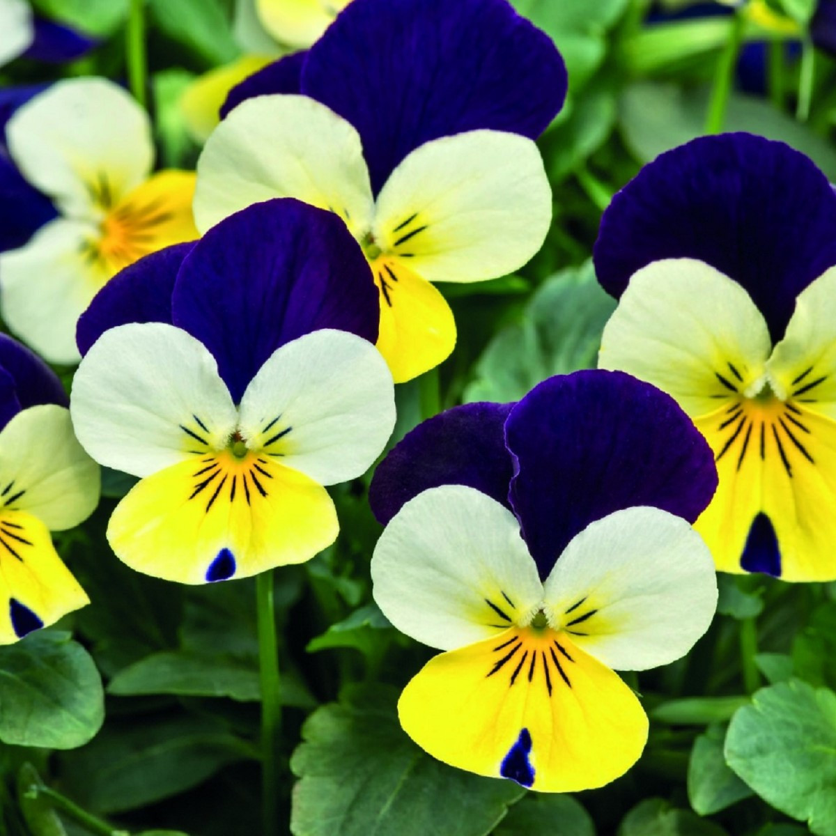 Violka rohatá Lemon Purple Wing - Viola cornuta - semena violky - 20 ks