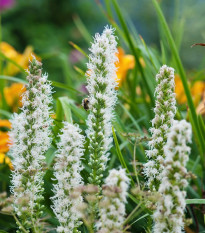 Šuškarda klasnatá Floristan White - Liatris spicata - semena šuškardy - 20 ks