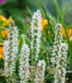 Šuškarda klasnatá Floristan White - Liatris spicata - semena šuškardy - 20 ks