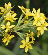 Badil žlutý - Sisyrinchium californicum - semena badilu - 10 ks