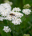 Řebříček obecný bílý - Achillea millefolium - semena řebříčku - 500 ks