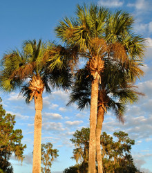 Palma - Washingtonia robusta - semena palmy - 3 ks