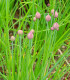 BIO Pažitka - Allium schoenoprasum L. - bio semena pažitky - 200 ks
