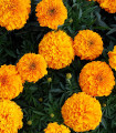 Aksamitník vzpřímený Sunset - Tagetes erecta - semena aksamitníku - 0,3 g