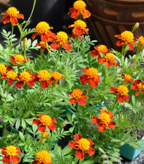 Aksamitník rozkladitý Orange Flame - Tagetes patula nana - semena aksamitníku - 0,3 g