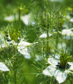 Černucha damašská bílá - Nigella damascena - semena černuchy - 150 ks