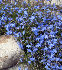 Lobelka drobná Kaiser - Lobelia erinus compacta - semena lobelky - 1000 ks