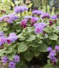 Nestařec mexický - Ageratum houstonianum - semena nestařce - 0,5 g