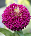 Ostálka jiřinkokvětá fialová - Zinnia elegans - semena ostálky - 100 ks