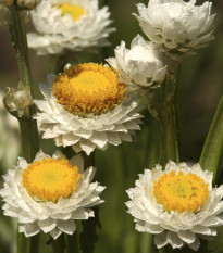 Slaměnka křídlatá - Ammobium alatum grandiflorum - semena slaměnky - 100 ks