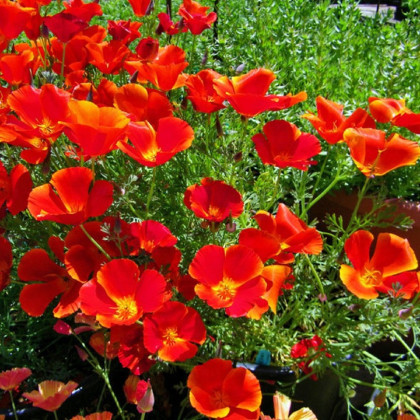 Sluncovka kalifornská červená - Eschscholzia californica - semena sluncovky - 450 ks