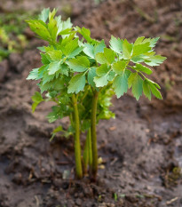 BIO Libeček - Levisticum officinale - bio semena libečku - 120 ks